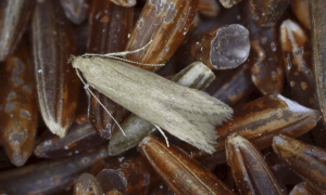 Angoumois Grain Moth