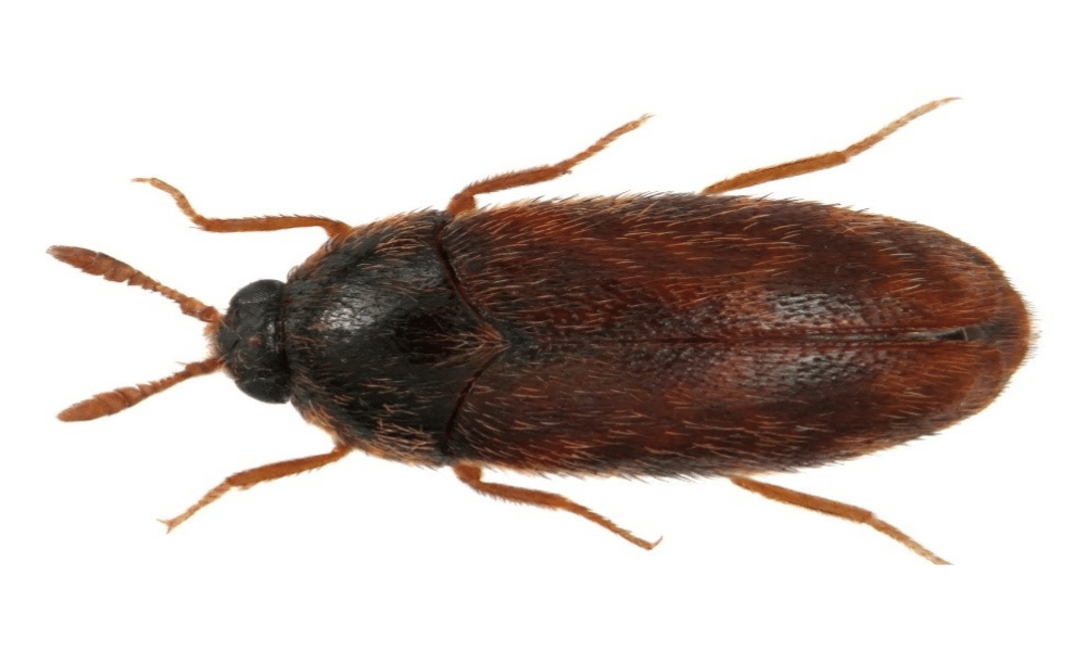 The Khapra Beetle