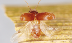 The Tobacco Beetle