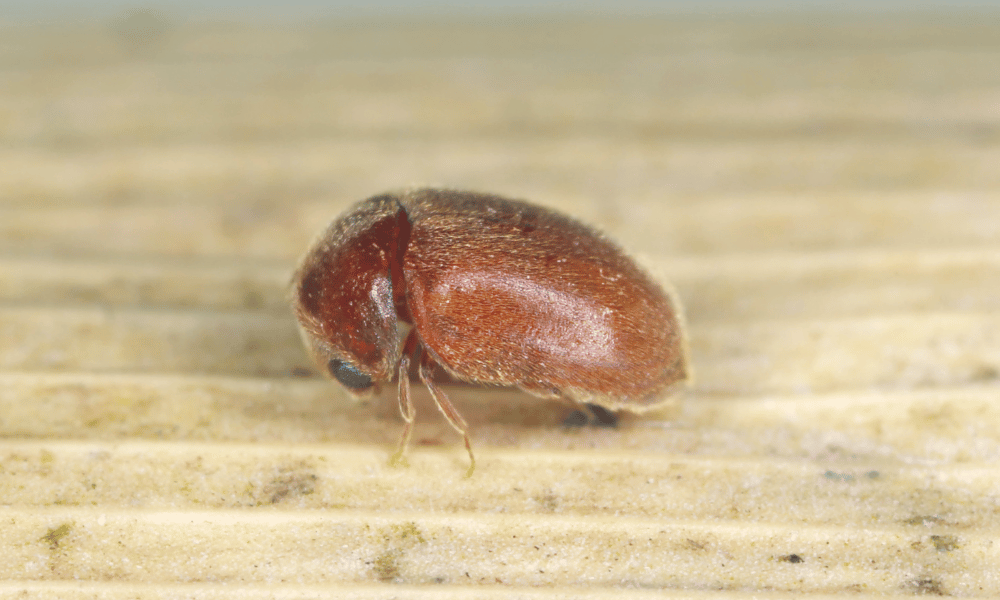 The Tobacco Beetle