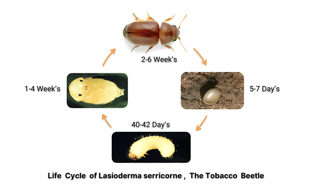 The Tobacco Beetle