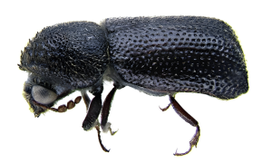 Larger Grain Borer