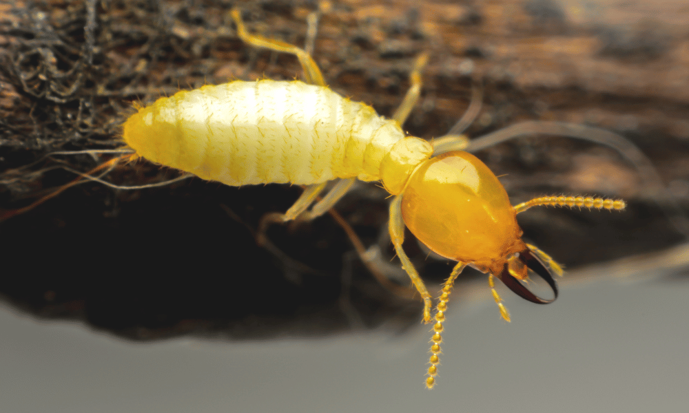 Termites