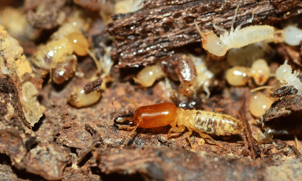 Termite Damage