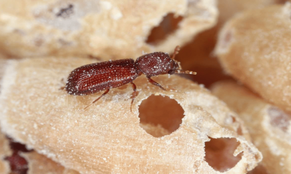 Lesser Grain Borer
