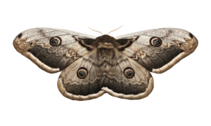 Almond Moth