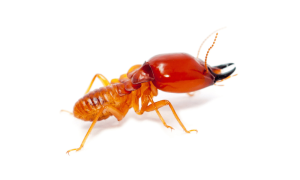 Termites