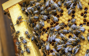 Analysis Of Bee Keeping
