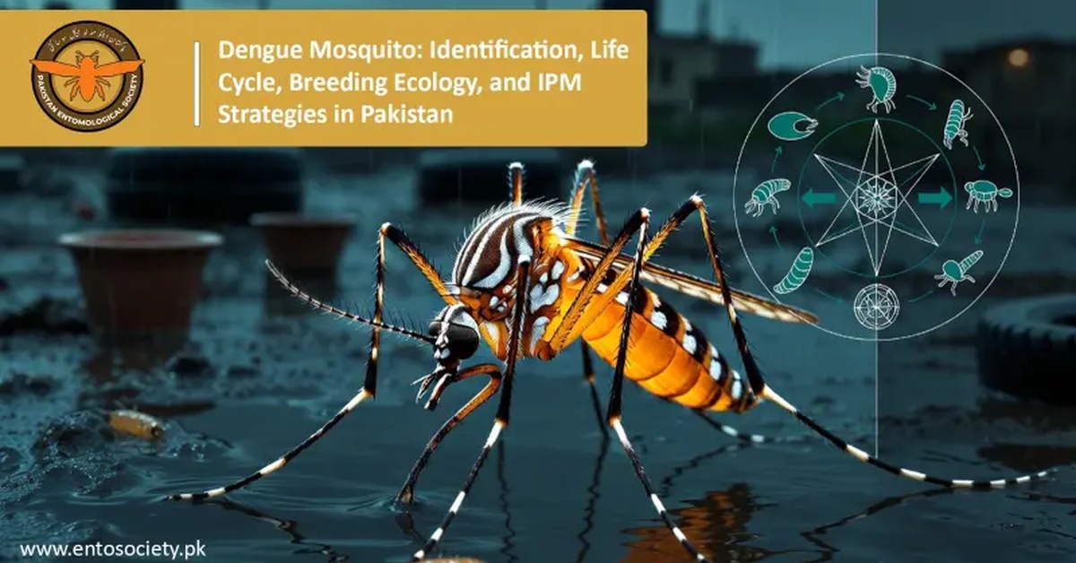 Dengue in Pakistan