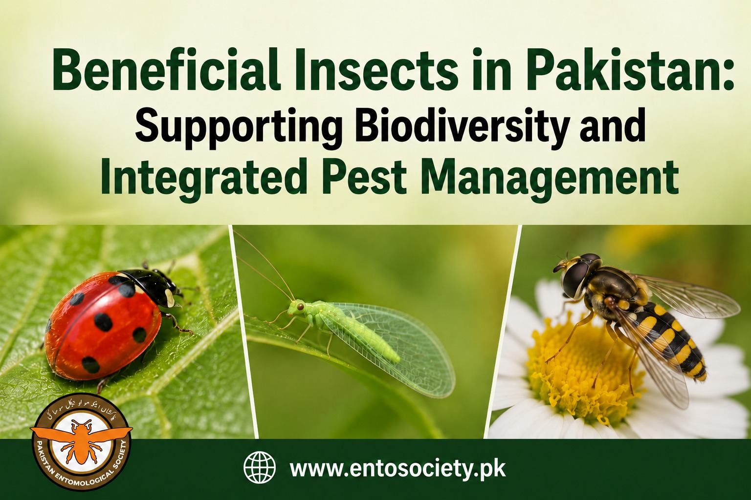 This image shows beneficial insects in Pakistan, including a ladybug, lacewing, and hoverfly, supporting biodiversity and integrated pest management.