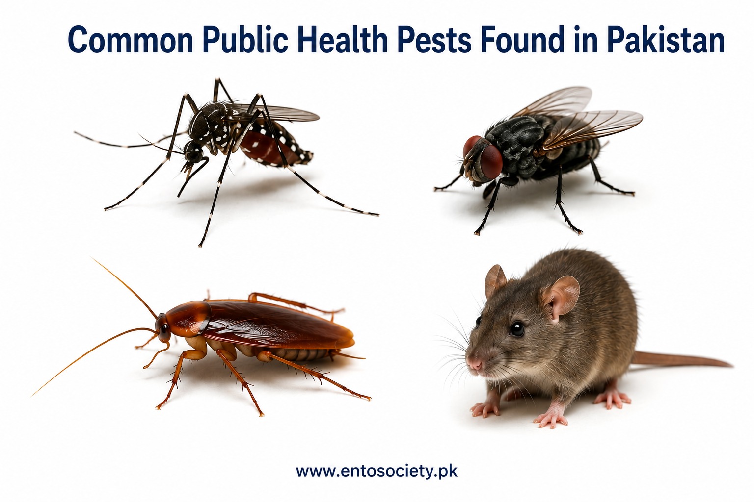 Common public health pests in Pakistan including a mosquito, housefly, cockroach, and rat, highlighting major disease vectors and household pests.