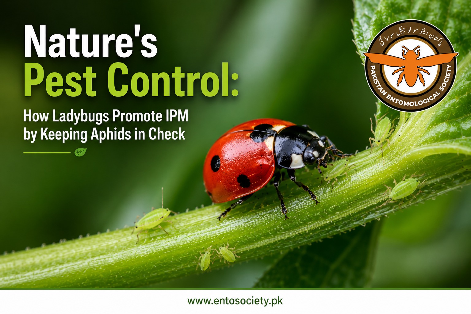 How ladybugs promote IPM naturally as a red ladybug feeds on aphids on a green plant, showing natural pest control in gardens