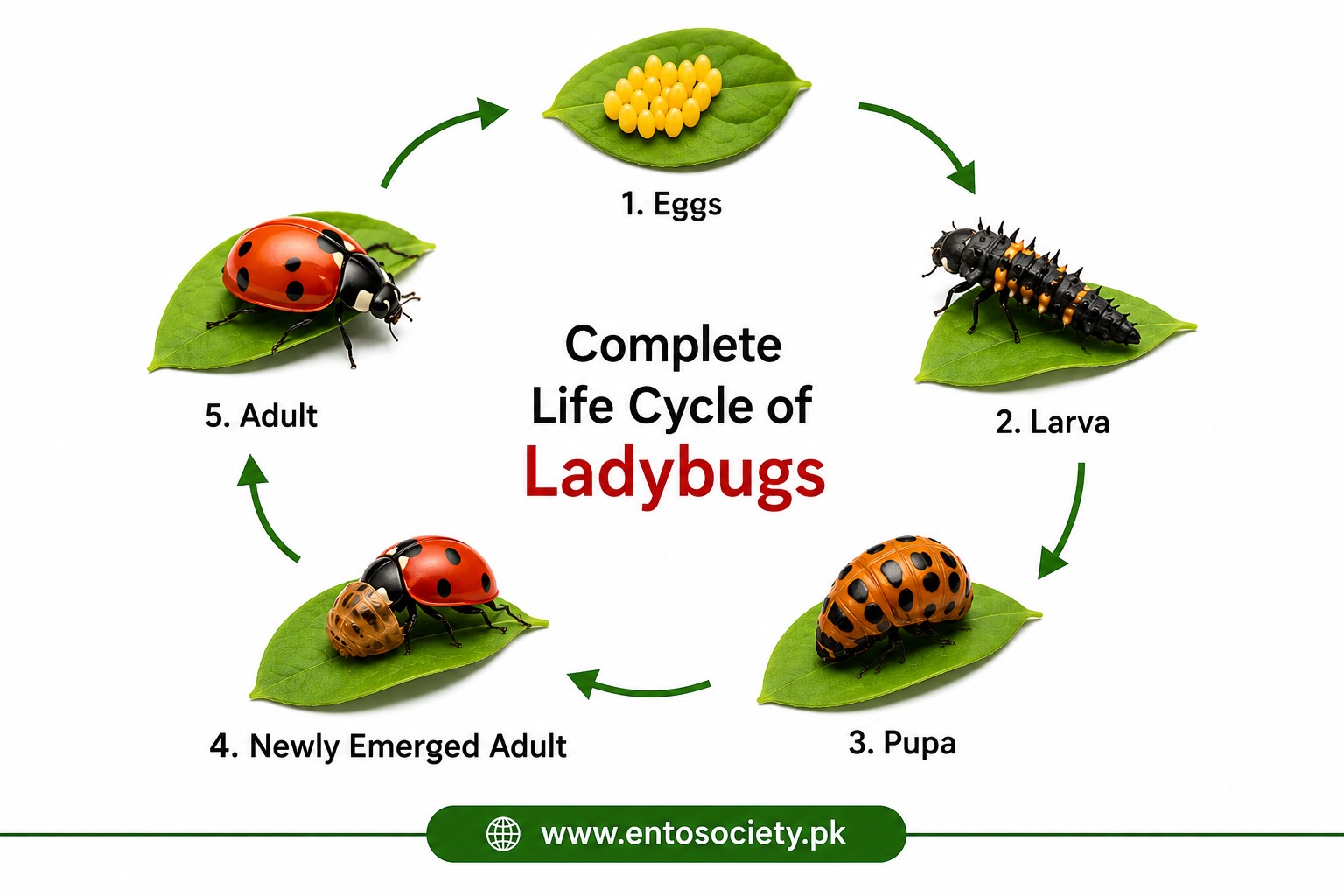 How ladybugs promote IPM naturally, shown through eggs, larva, pupa, newly emerged adult, and adult stages on green leaves.