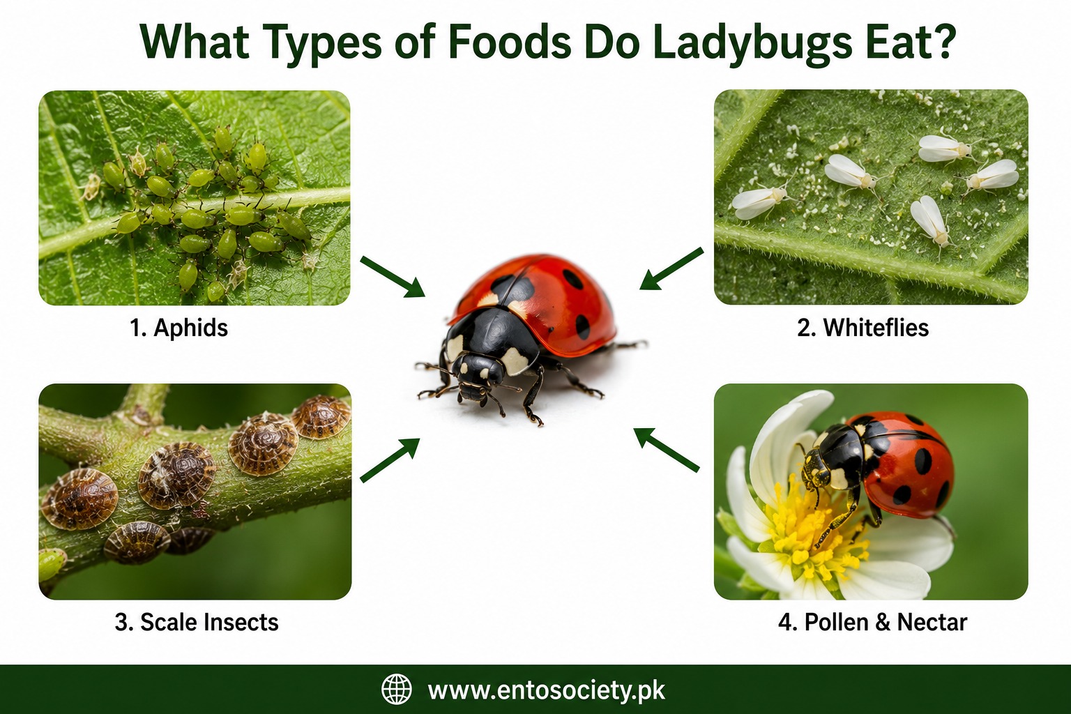 Diagram showing ladybugs feeding on aphids, whiteflies, scale insects, and pollen and nectar, with arrows pointing to a central ladybug.
